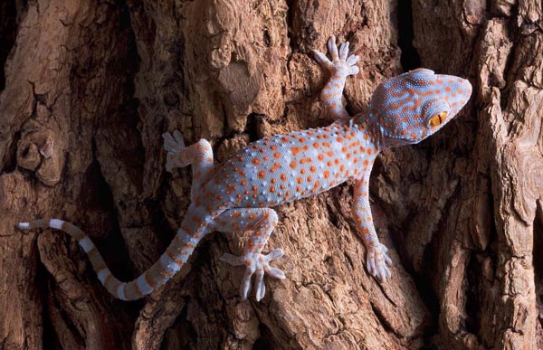 Young tokay on bark