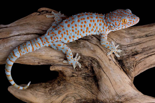 Young tokay on driftwood