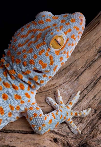 Young tokay