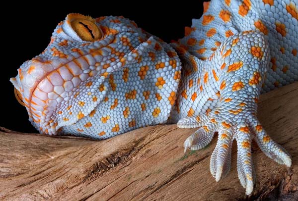 Tokay gecko