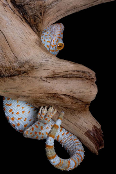 Tokay on driftwood