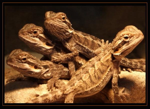 family photo