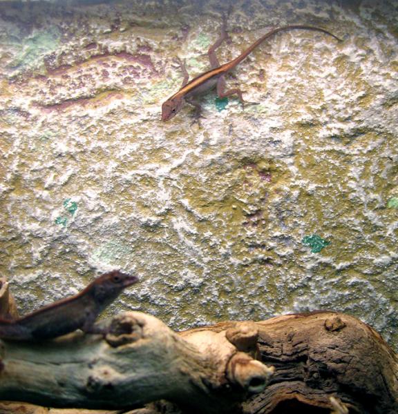 Offspring of Anolis cristatellus "Puerto Rico Stripe"