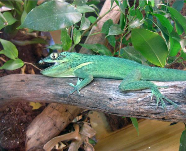 Anolis persparsus eating a 3.25 inch hissing roach