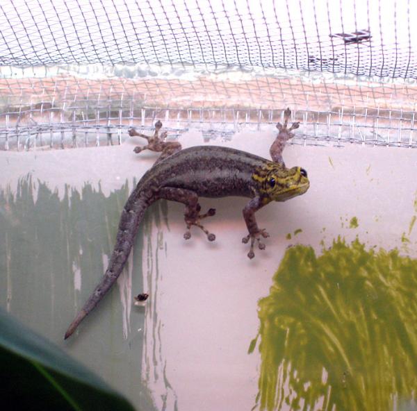 You have to love the Lygodactylus....