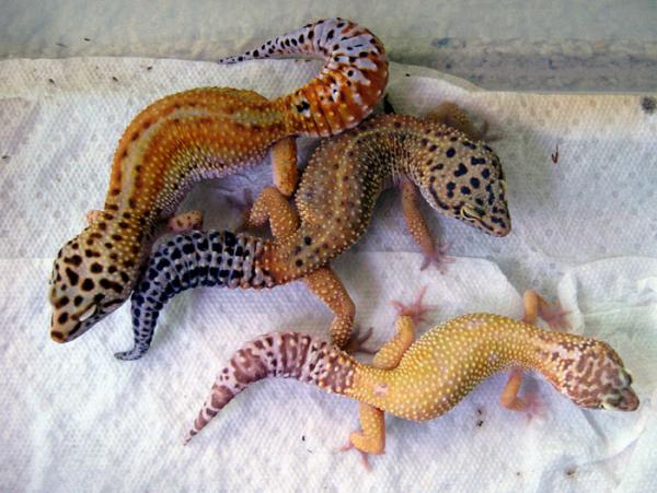 Emerine/red stripe pair with tremper albino female leopard geckos