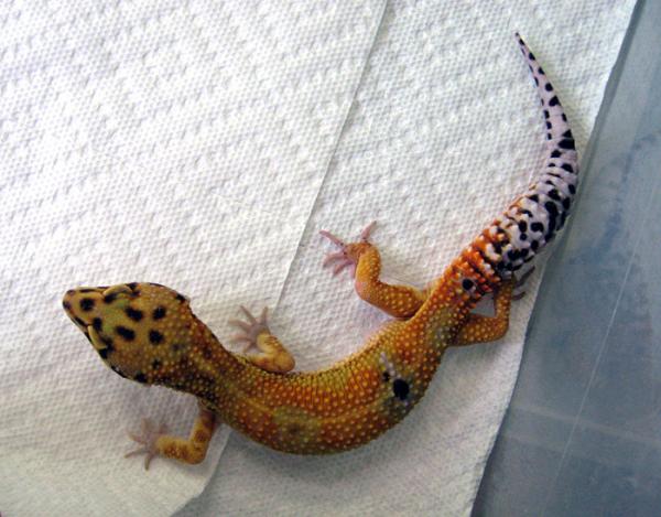 Emerine female leopard gecko young one