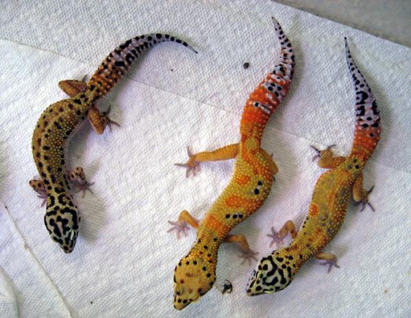 Emerine trio male in center if photo