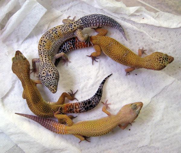 Assorted Leopard geckos- the spotted one is a favorite male gecko I have....