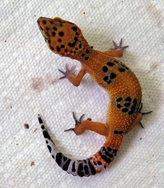 Female leopard gecko (still small-ish) neat-o electric tangerine x tornado