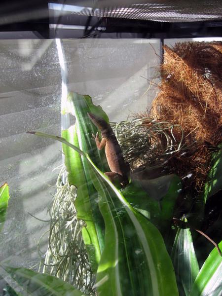 Adult female Anolis allisoni hanging out taking a break.  She has made alot of eggs recently....