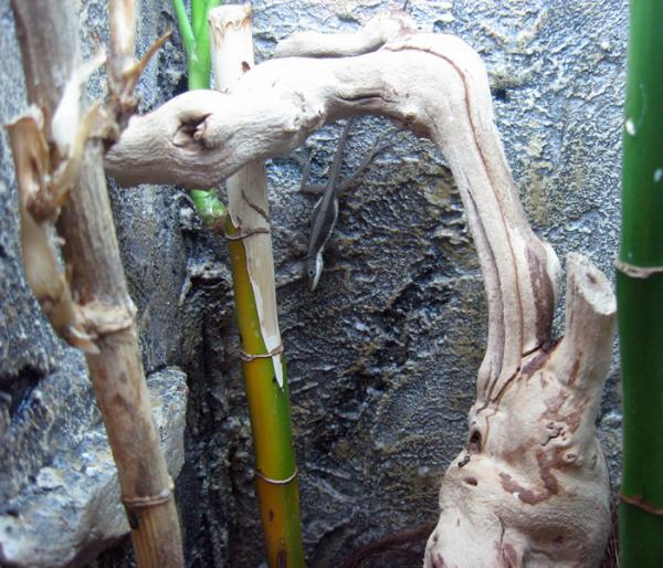 Female Anolis krugi.  One of my best producing Anolis ever.
