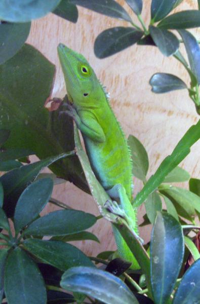 "The Bull", a male Anolis garmani large and in charge of his two females....
