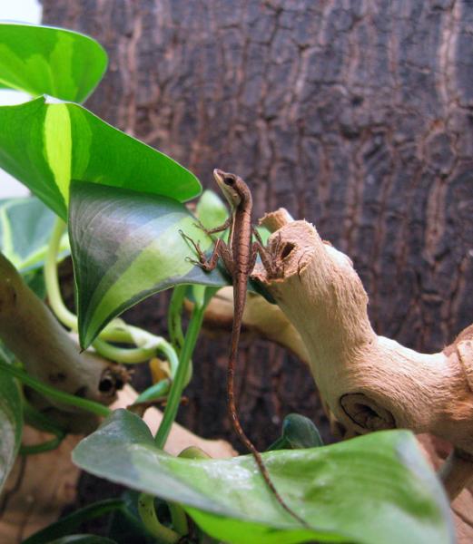 baby Anolis krugi