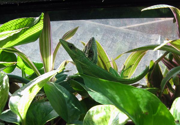 young smallwoodi pair