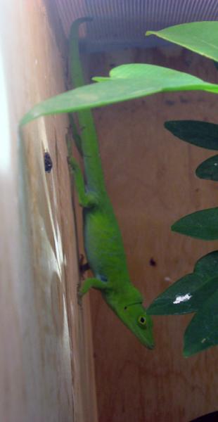 female Anolis garmani
