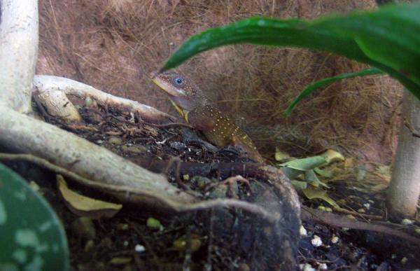 Male Anolis occulatus winstoni