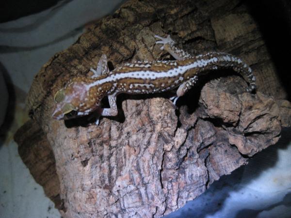 Paroedura pictus stipe male
