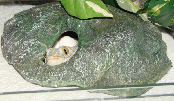 Proud Momma Storm with her first eggs