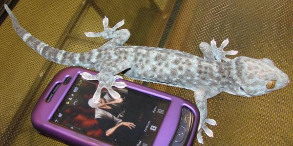 Melanistic Blue Granite, Black Frost