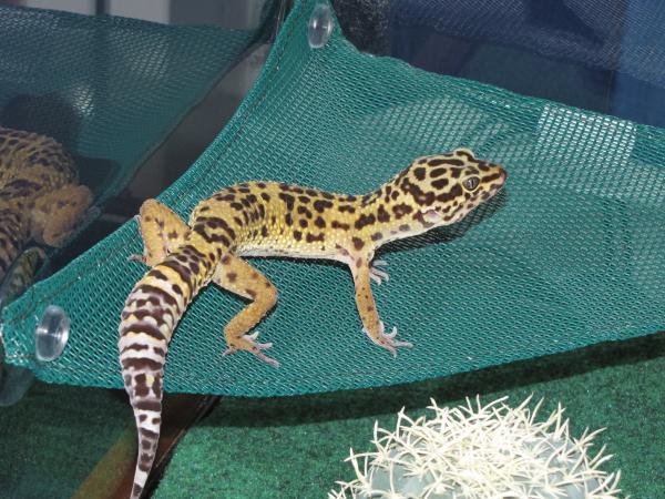 Timmy
this is our gecko that is about 1 year old, he's a bully.