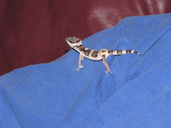 This is our newest baby gecko, S/he is real sweet, but I can't get it to eat :(