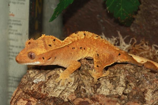 Pringle - Female