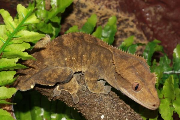 Tiptoe - Male