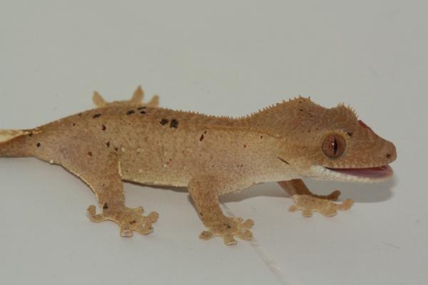Spotty Dot - Male