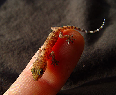 Hemidactylus frenatus i want one for cheap price