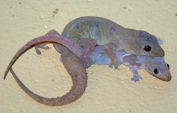 asian house geckos