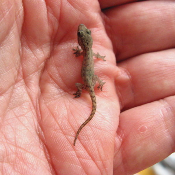 i love lizards and want one like this!