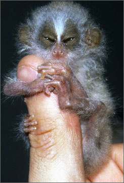 pygmy idk what this is but i want one!