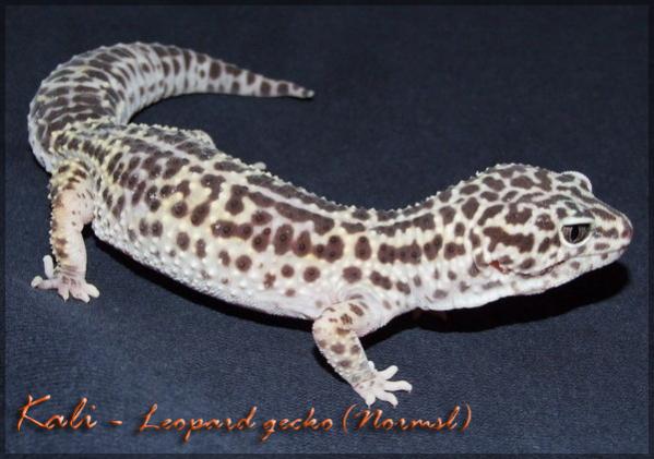 Kali
