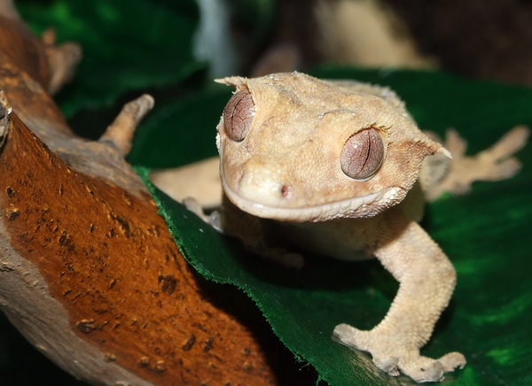 Crested Gecko 02