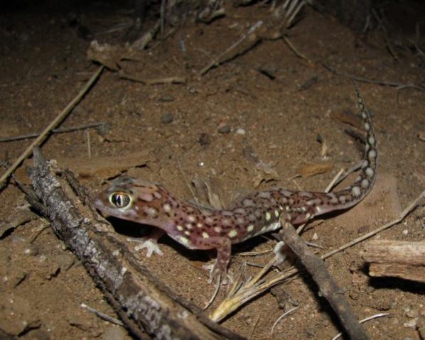 Pachydactylus vanzyli