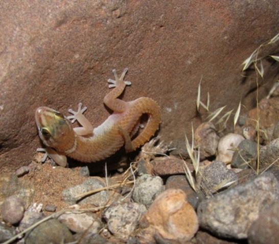 Pachydactylus scutatus