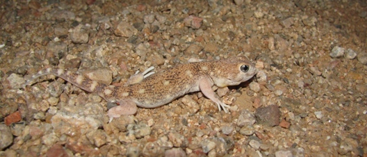 Ptenopus karpi