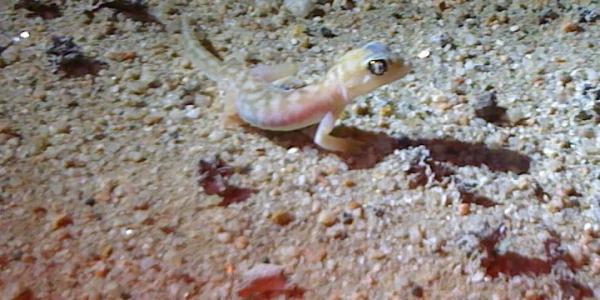 Pachydactylus rangei