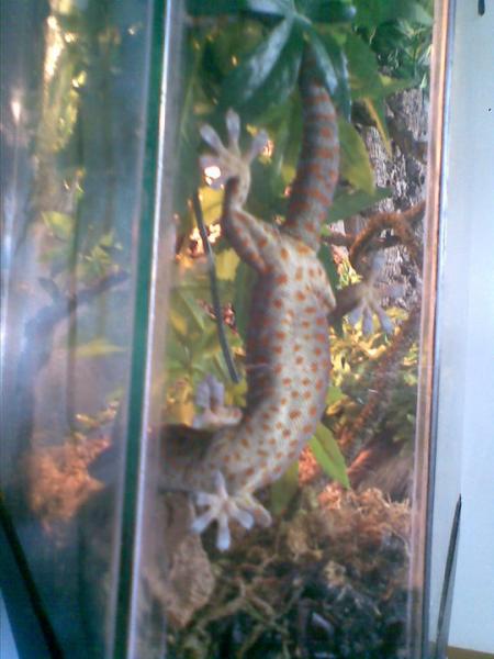 Shiva on the old vivarium showing off her belly