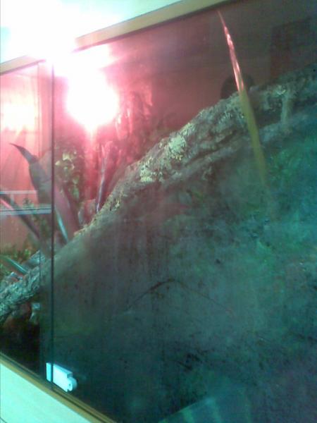 The new vivarium compleate with live Indonesian plants