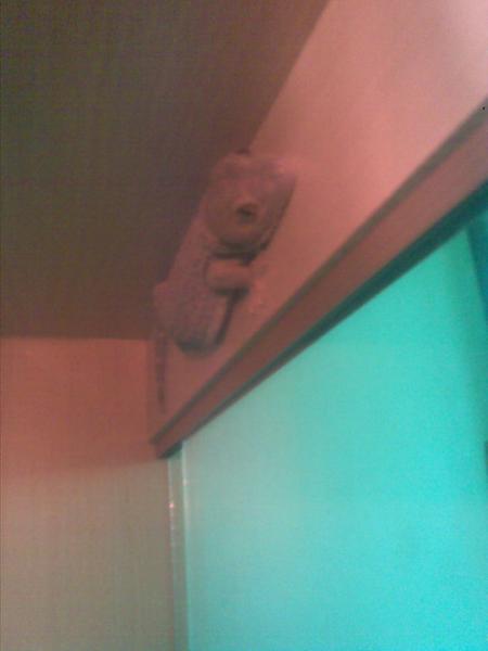 Shiva in the new vivarium