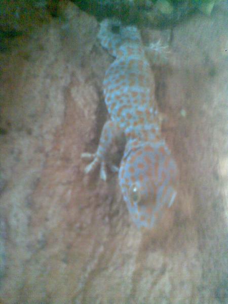 Old vivarium, shiva walking to teh phone camera