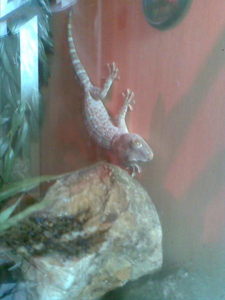 Shiva inspecting the new vivarium