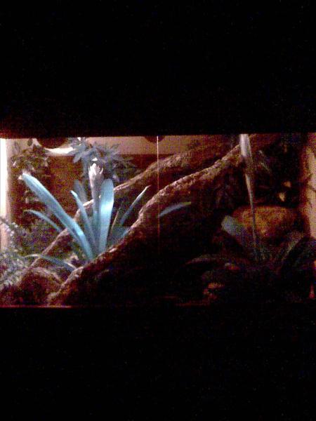 Vivarium At Night