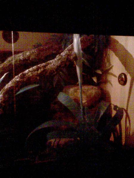 Vivarium At Night Right