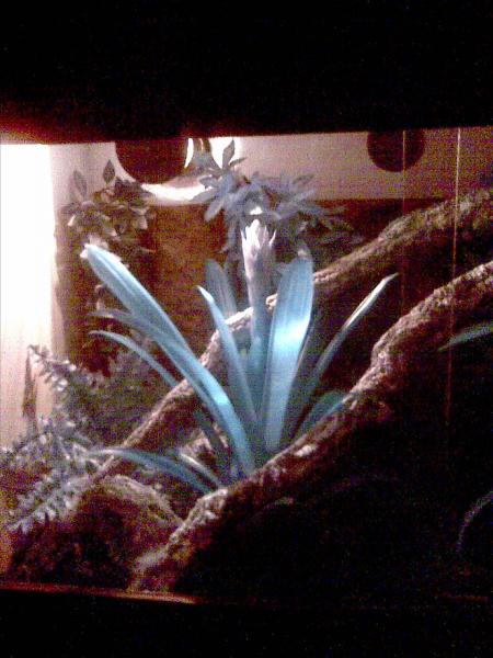 Vivarium At Night Left