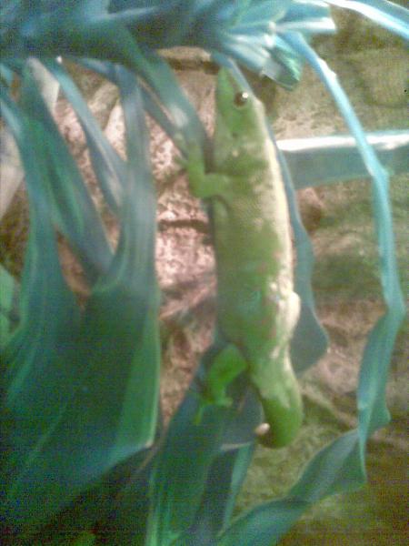 Millie The Giant Madagascan Day Gecko