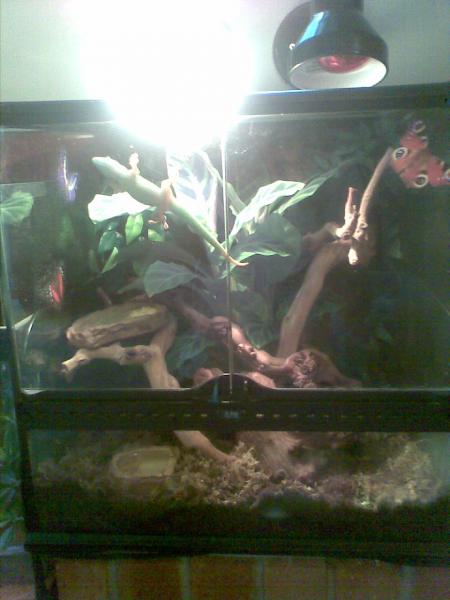 Giant Madagascan Day Gecko Vivarium