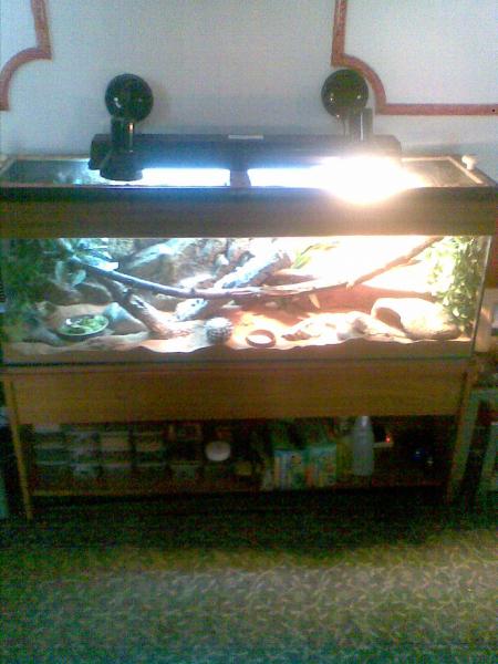 Casper The Bearded Dragon Vivarium